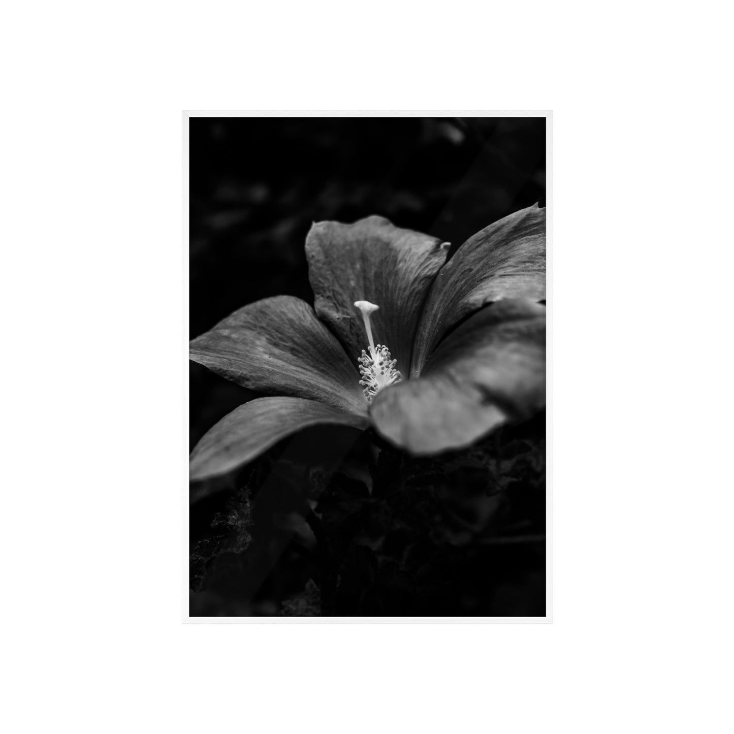 Flower Black & White Poster with Wooden Frame