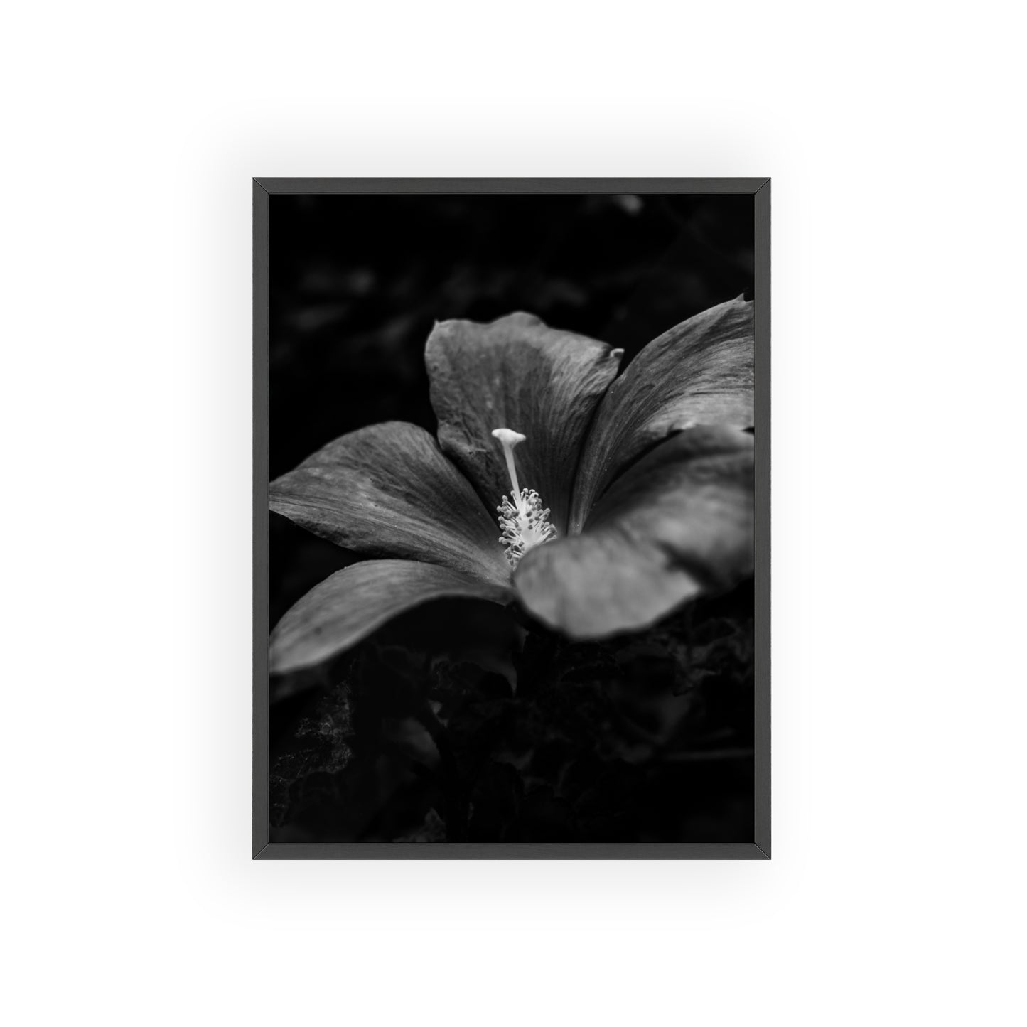 Flower Black & White Poster with Wooden Frame